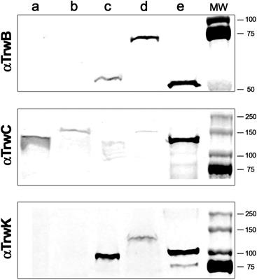 Monitoring Bacterial Conjugation by Optical Microscopy